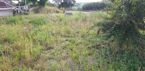 Hallingelille