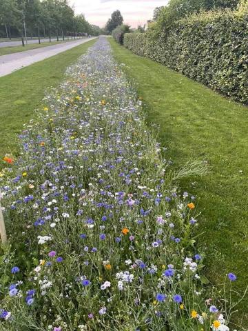 Blomsterbed Østre Parkvej 1
